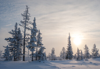 Fototapeta na wymiar winter forest in the morning