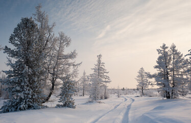 Fototapeta premium road in winter forest