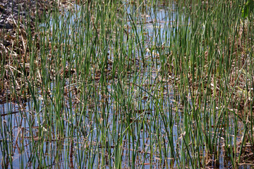 Close-up full frame sectional view of a small natural wetland area in California in winter time