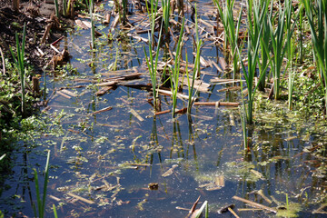 Close-up full frame sectional view of a small natural wetland area in California in winter time