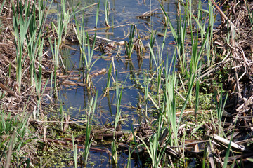 Close-up full frame sectional view of a small natural wetland area in California in winter time