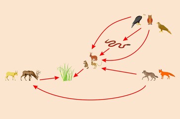 Ecosystem and food chain between other habitants, educational bilogical vector