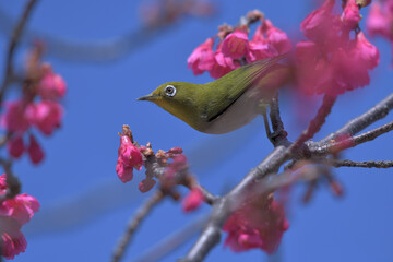 a cute green bird and dark pink flowers in the blue sky
