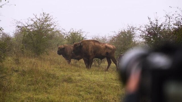 Standing european bison bulls being photographed in a misty steppe.