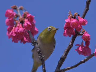 a cute green bird and dark pink flowers in the blue sky