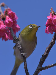 a cute green bird and dark pink flowers in the blue sky