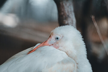 close up of a bird color white plumage blue eye nature