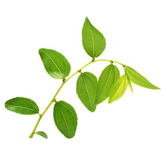 Fototapeta na wymiar Jujube leaf on white background 
