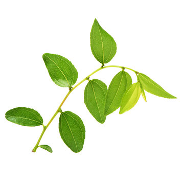 Jujube leaf on white background 