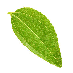 Jujube leaf on white background 