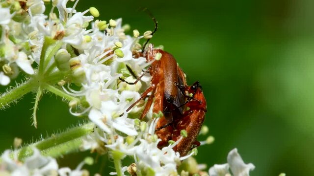 Pair of Soldier Beetle in copulation, their Latin name is Cantharis livida
