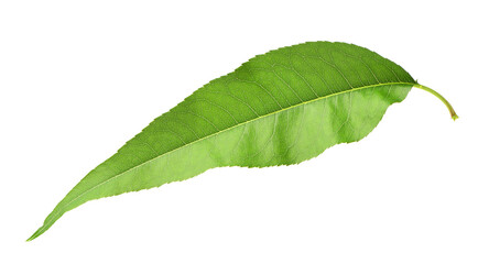 Obraz premium Peach leaf isolated on white 
