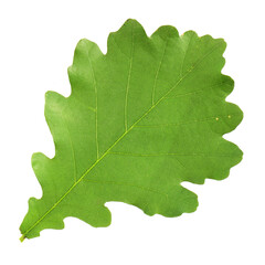 Oak leaves isolated against a white background (Quercus robur)