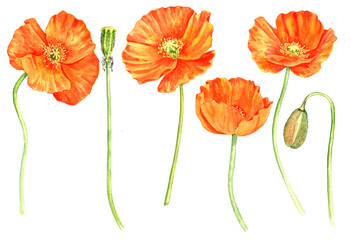 Obraz premium watercolor drawing red poppy flower