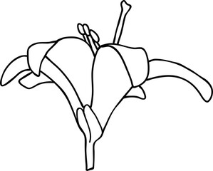 Lily flower black and white print. Vector illustration.