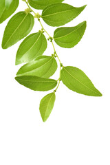 Fototapeta na wymiar Jujube leaf on white background 