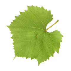 Fresh Green Grape Leaf on isolated white Background