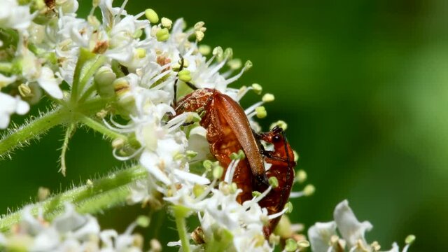 Pair of Soldier Beetle in copulation, their Latin name is Cantharis livida