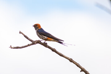 Beautiful tweeting singing orange Sparrow bird on branch tree