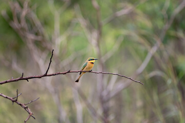 Beautiful yellow green bee eater bird on tree branch nature