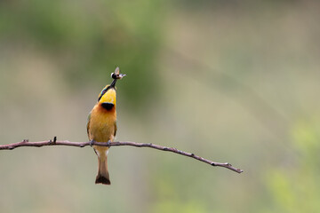 Beautiful yellow green bee eater bird eating insect on tree branch nature