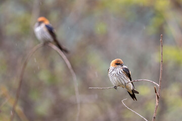 Beautiful two Brown orange white bird sparrow on branch tree twig closeup