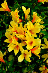 Colourful flower border with a close up a  Yellow Alstromeria