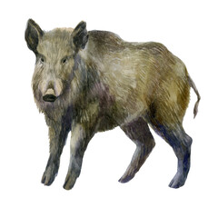 Watercolor illustration. Boar image. Forest wild boar.