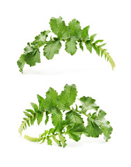 White radish leaves on white background 