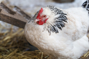 Free-range Sussex chickens in winter.