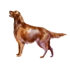 Watercolor illustration. Image of a dog. Red hunting dog breed.