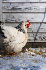 Free-range Sussex chickens in winter.
