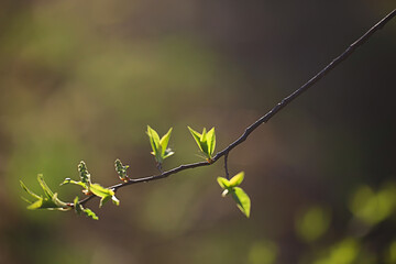 branches of young green leaves and buds, seasonal background, april march landscape in the forest