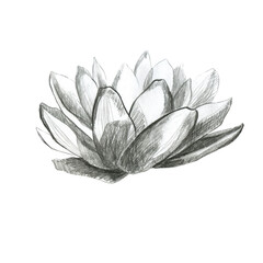 Lotus. Pencil lotus flower. Water lily. Pencil drawing of a water lily flower.
