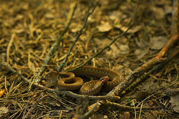 poisonous dangerous snake, viper in the wild, Russia swamp
