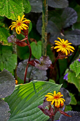 Close up of Ligularia 'Britt-Marie Crawford' in a damp flower border