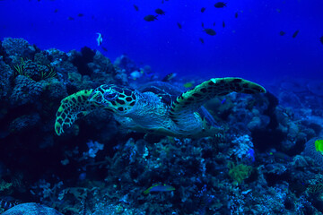 gorgonian large branching coral on the reef / seascape underwater life in the ocean