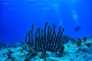 coral reef underwater landscape, lagoon in the warm sea, view under water ecosystem © kichigin19