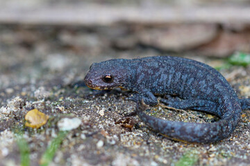 Full body shot of a juvenile alpine newt , Ichthyosaura alpestris alpestris