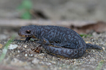 Full body shot of a juvenile alpine newt , Ichthyosaura alpestris alpestris