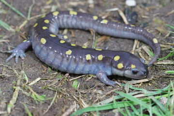 Full body shot of a male spotted salamander , Ambystoma maculatum