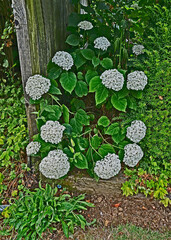 Hydrangea arborescens 'Annabelle' flowering in a garden border