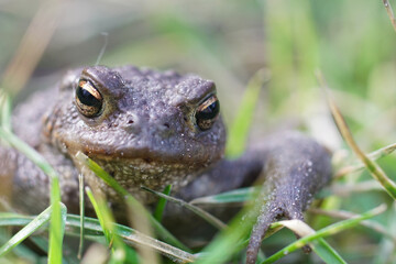 Frontal close up of a male European common toad , Bufo bufo through the grass