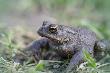 Close up of a male European common toad , Bufo bufo in the garden