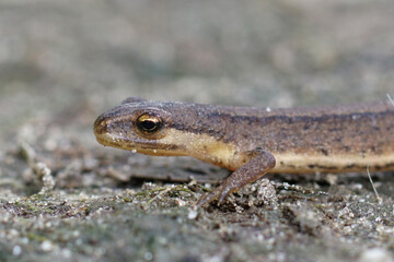 Closeup of a subadult smooth newt, Lissotriton vulgare , in the garden