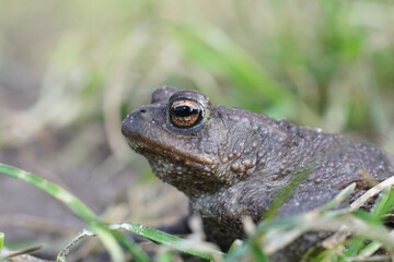 Close up of a male European common toad , Bufo bufo in the garden