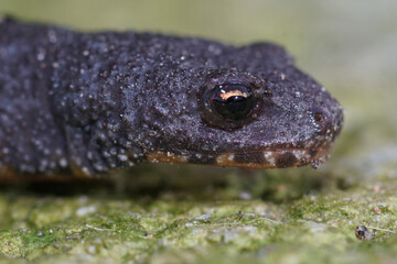 Closeup of the head a female terrestrial juvenile alpine newt , Ichthyosaura alpestris alpestris