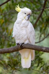 Yellow-crested cockatoos in a Tasmanian national park