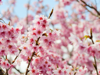 桜の花アップ