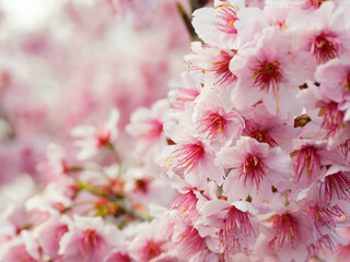 桜の花アップ